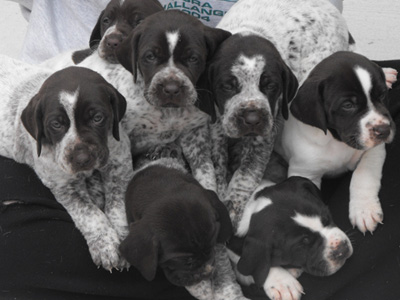 cherlitter