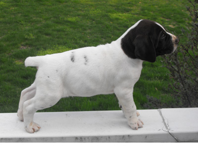 cherlitterr