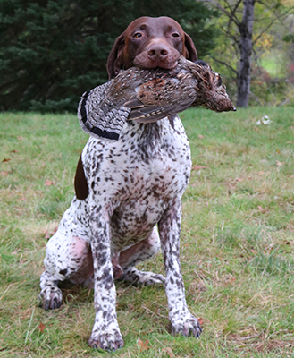 duck hunting german shorthaired pointer