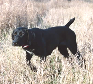 Reba