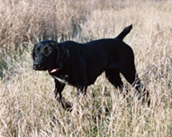 reba